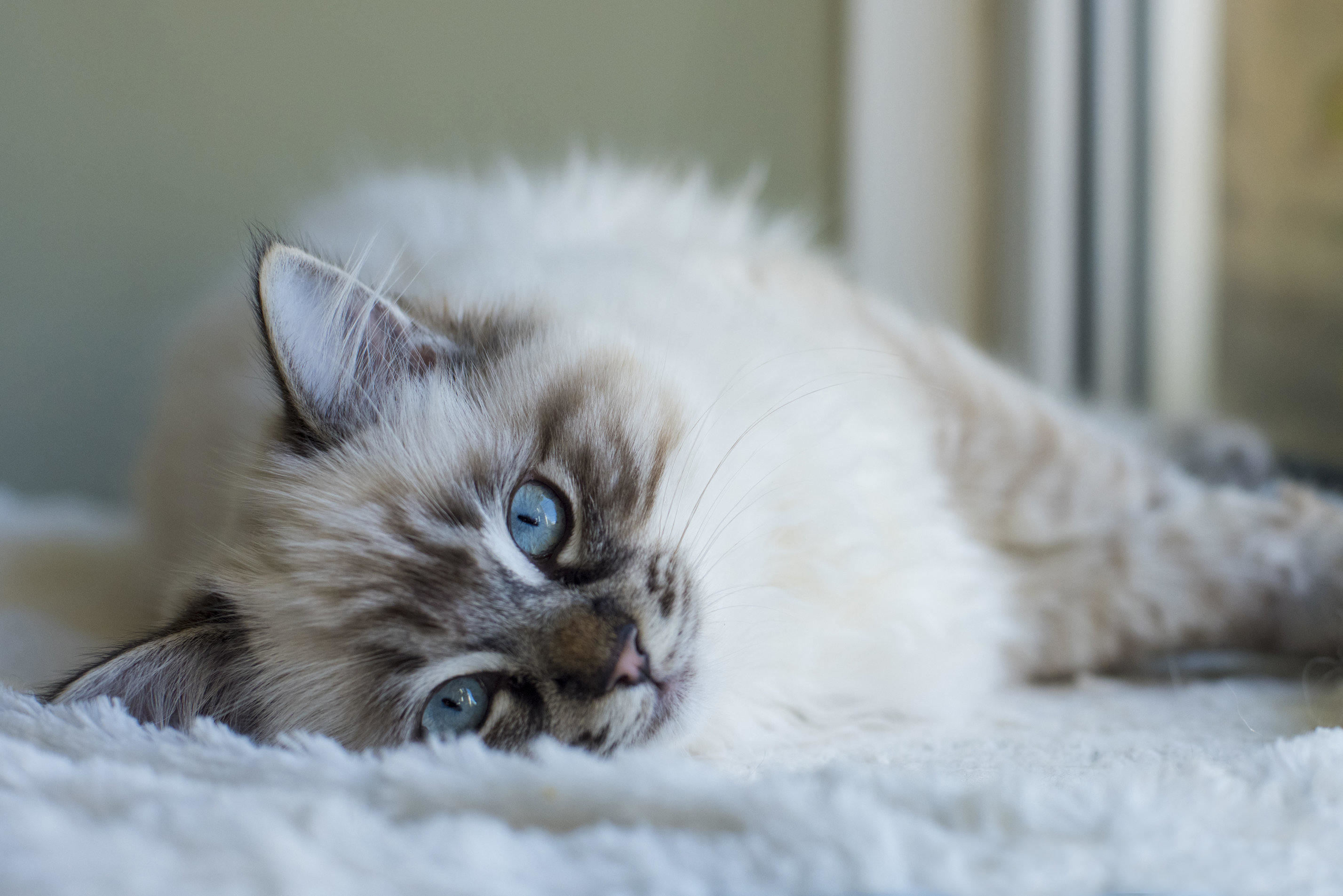Ragdoll cat breed info & health advice | Everypaw